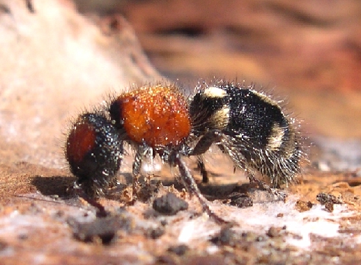 Imenotteri Mutillidae